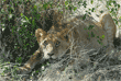 African lion gazing up at photographer in safari vehicle