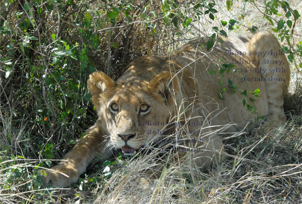 African lion gazing up at photographer in safari vehicle