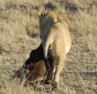 male African lion dragging wildebeest carcass, rear view