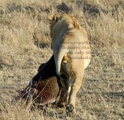 male African lion dragging wildebeest carcass, rear view