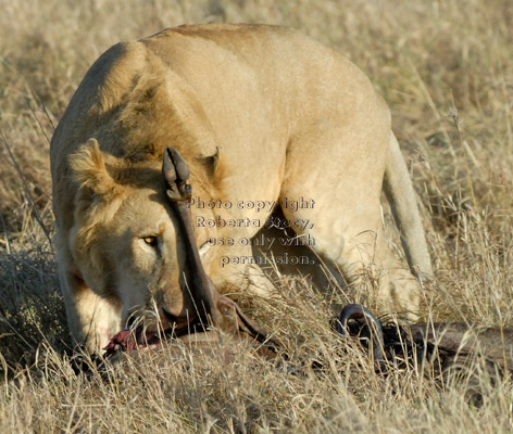 male African lion eating dead wildebeest