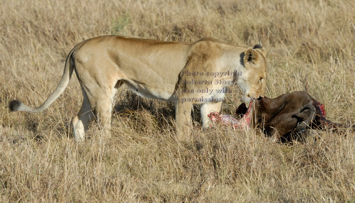 female African lion eating dead wildebeest