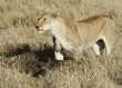 female African lion with wildebeest carcass