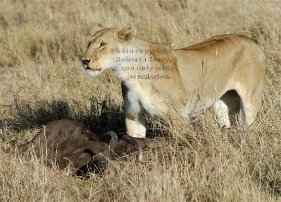 female African lion with wildebeest carcass