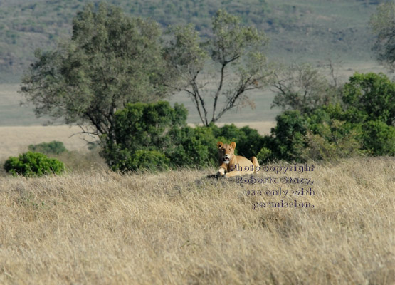 African lion