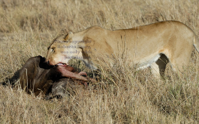 female African lion eating wildebeest