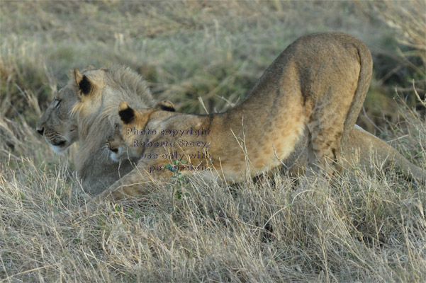 male African lion and juvenile