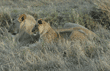 male African lion and cub