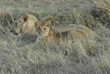 African lion cub and male adult