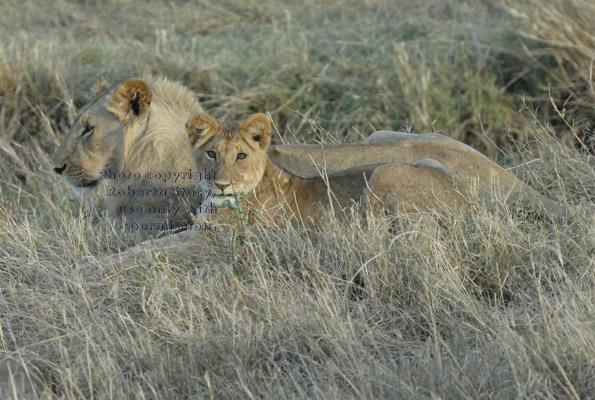 African lion cub and male adult