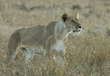 African lion approaching wildebeest carcass