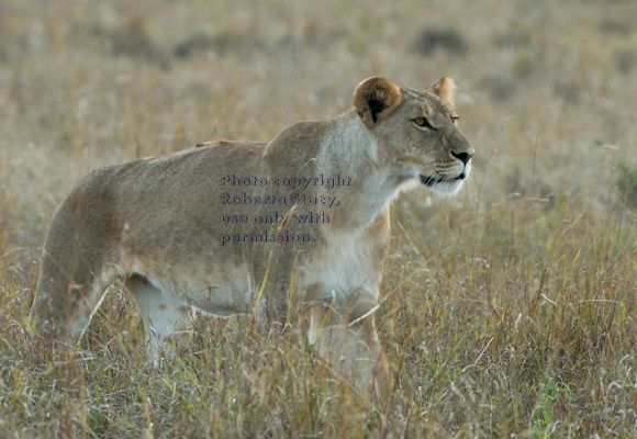 African lion approaching wildebeest carcass