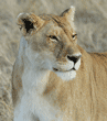 African lion close-up