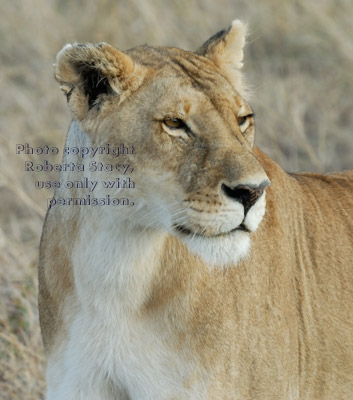 African lion close-up