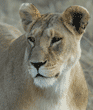 female African lion head-shot