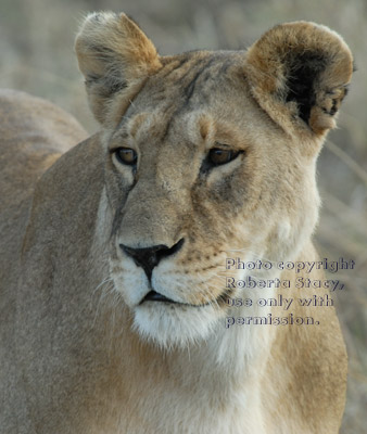 female African lion head-shot