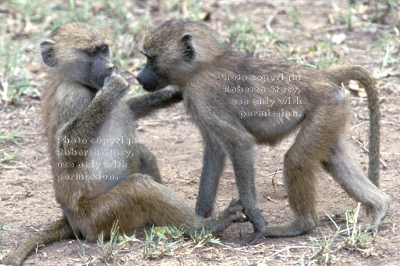 olive baboon babies