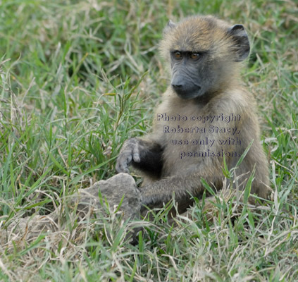 young olive baboon