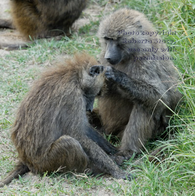 one olive baboon being groomed by another baboon