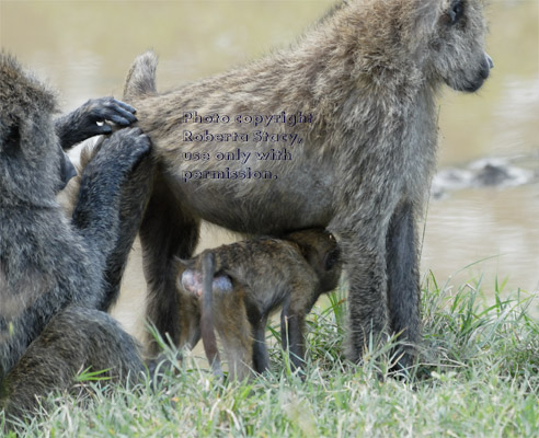 one olive baboon grooming another