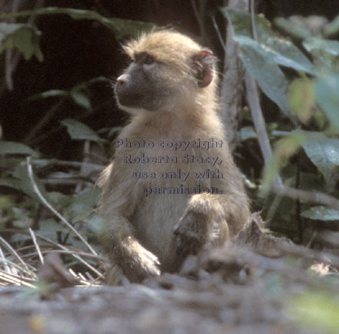 yellow baboon Tanzania (East Africa)