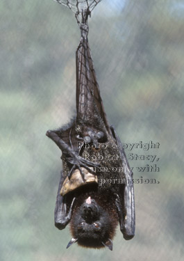 Malayan fruit bat