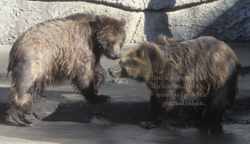 grizzly bears