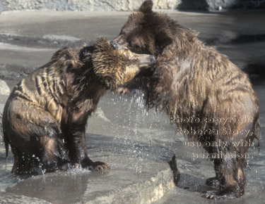 grizzly bears