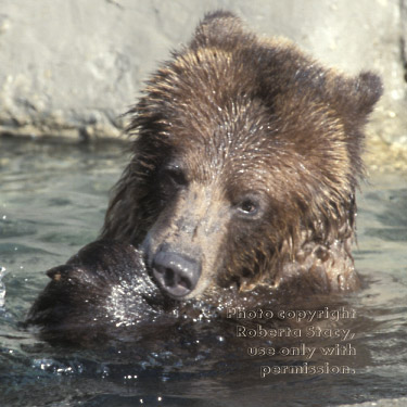 grizzly bear