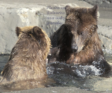 grizzly bears