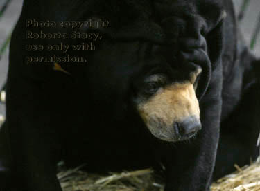 Malayan sun bear