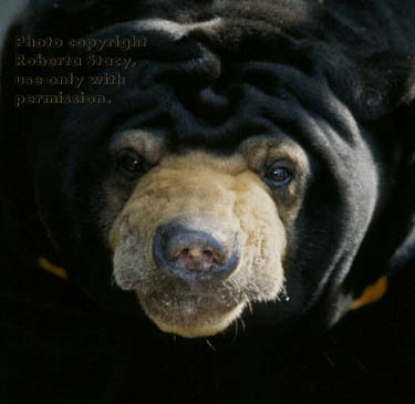 Malayan sun bear