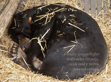 Malayan sun bear