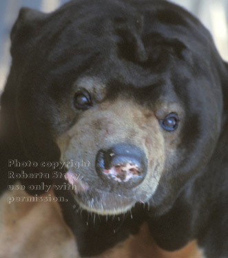 Malayan sun bear