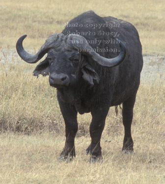 cape buffalo Tanzania East Africa