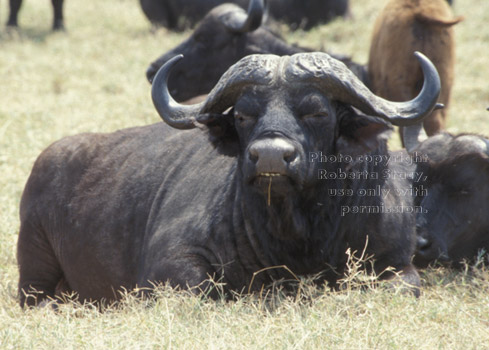 cape buffalo Tanzania East Africa