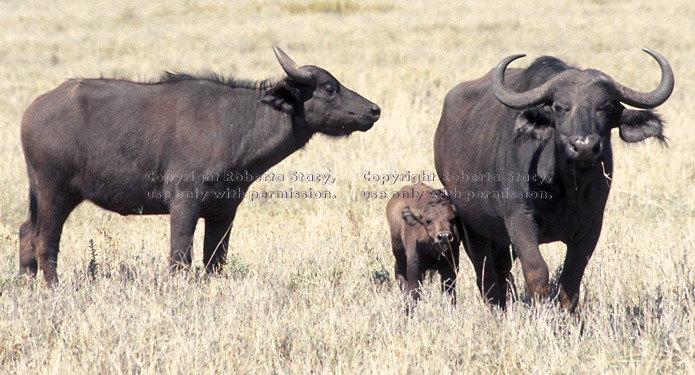 cape buffalo adults and calf