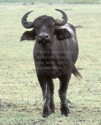 cape buffalo