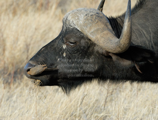 cape buffalo and oxpecker