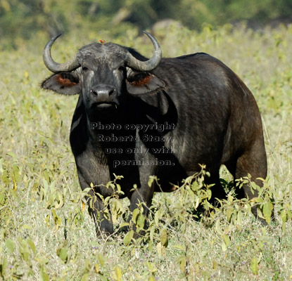 cape buffalo with an oxpecker on its head