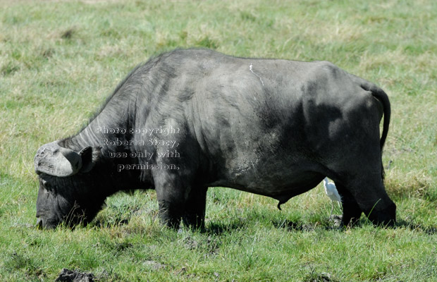 cape buffalo grazing