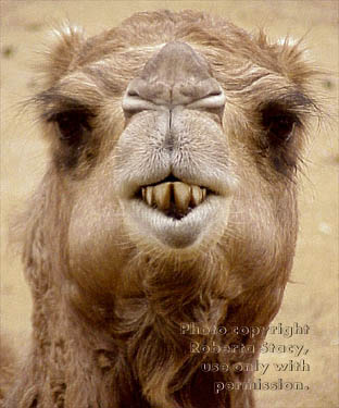 Arabian camel