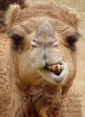 Arabian camel