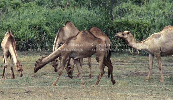 Arabian camels, domestic