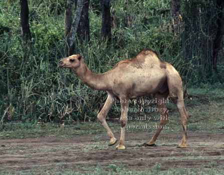 Arabian camel, domestic