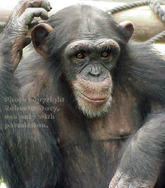 young chimpanzee