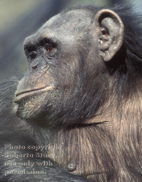 chimpanzee