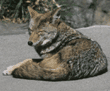 coyote