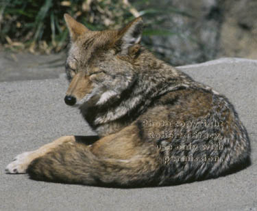 coyote