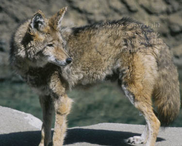 coyote